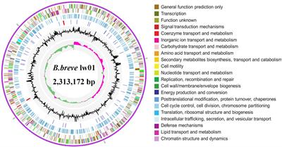 Exopolysaccharide, Isolated From a Novel Strain Bifidobacterium breve lw01 Possess an Anticancer Effect on Head and Neck Cancer – Genetic and Biochemical Evidences